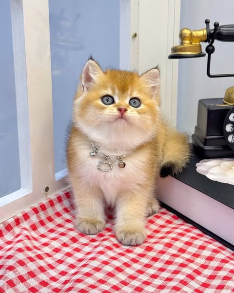 British Shorthair