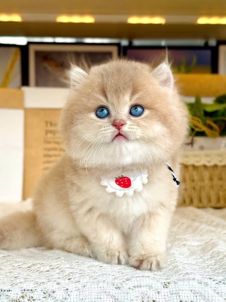 British Longhair