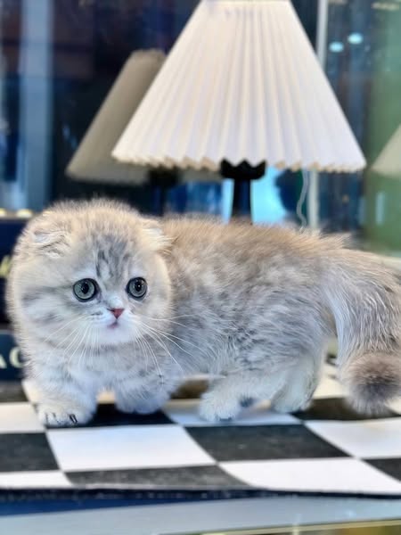 Munchkin Fold