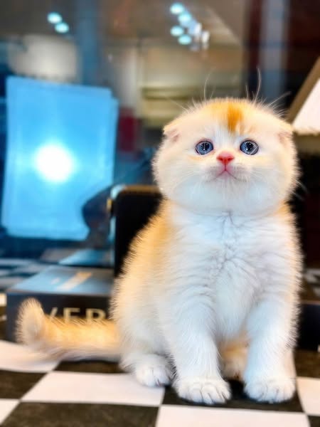 Scottish Fold