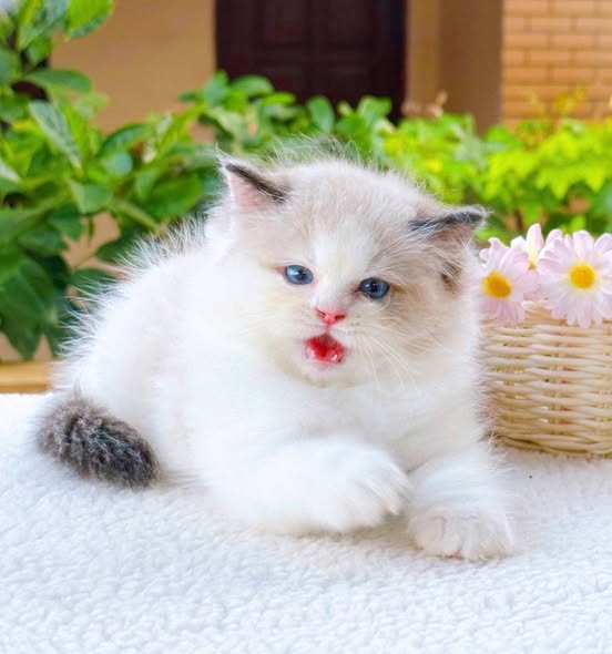 Ragdoll