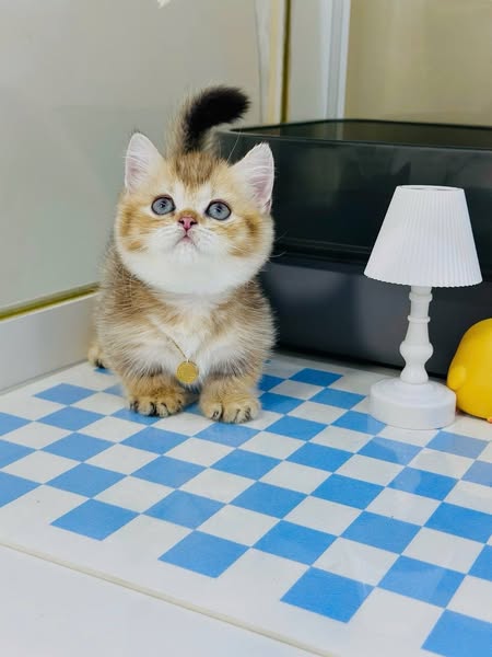 Munchkin