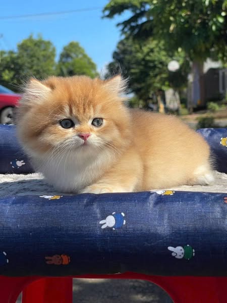 Munchkin Longhair