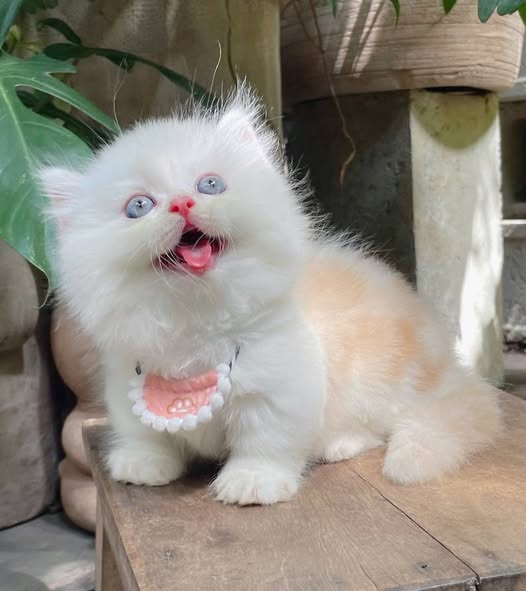 Munchkin Longhair