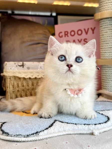 British Shorthair