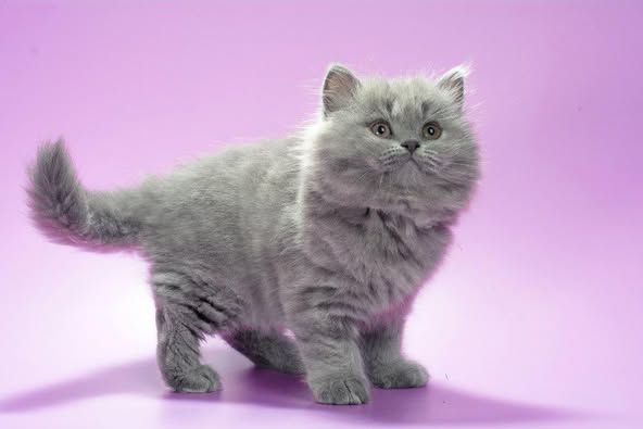 British Longhair
