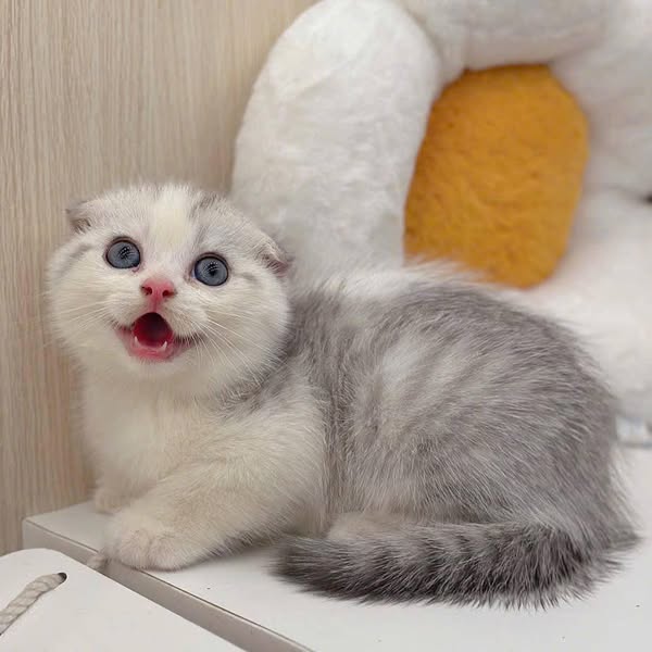 Scottish Fold