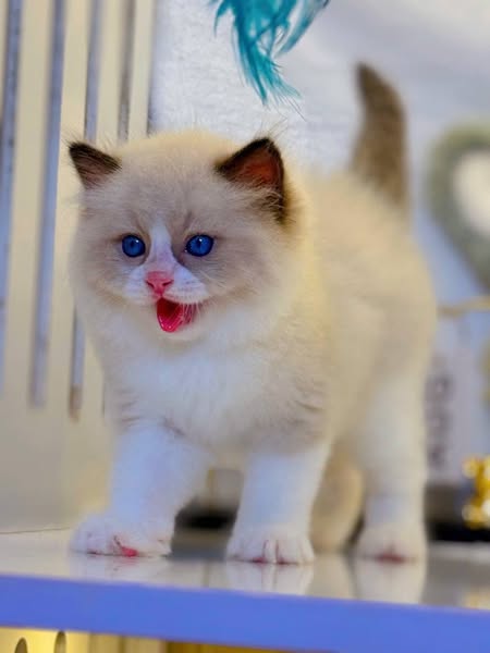 Ragdoll