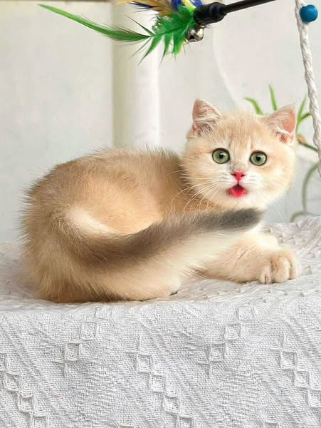 Munchkin