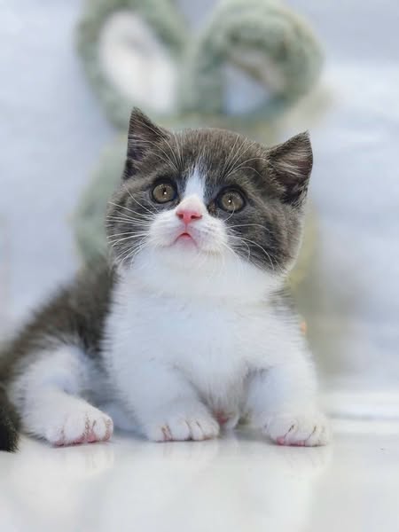 Munchkin