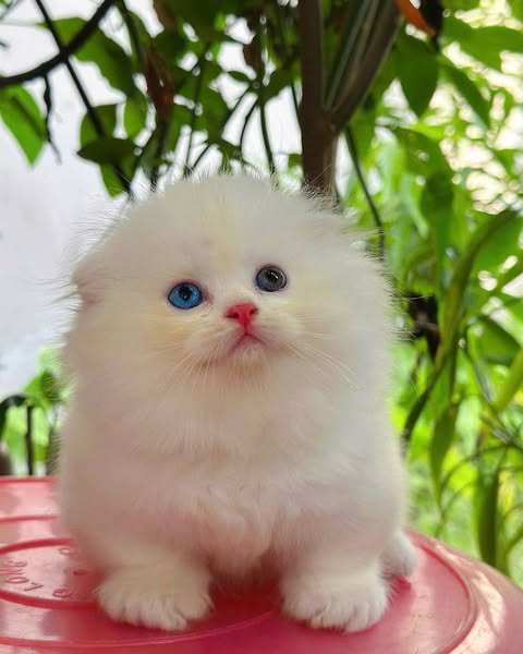 Munchkin Fold