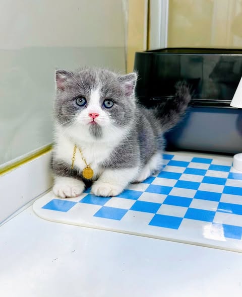 Munchkin Fold