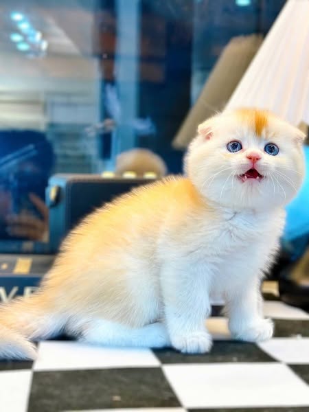 Scottish Fold