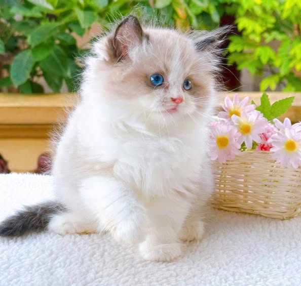 Ragdoll