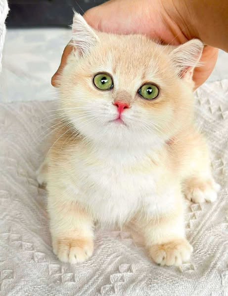 Munchkin