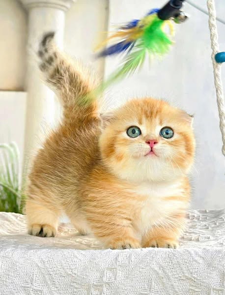 Munchkin