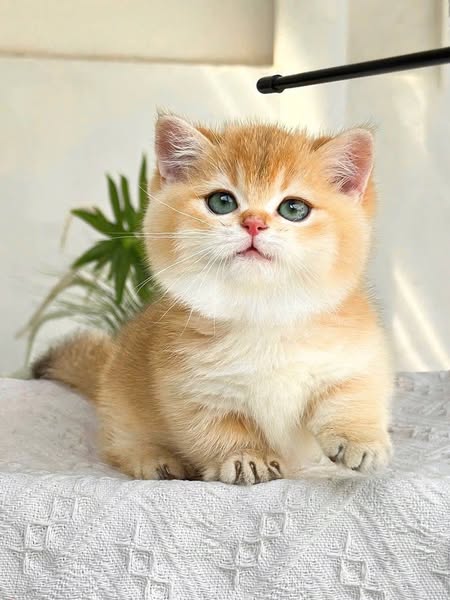 Munchkin