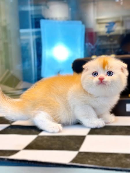 Scottish Fold