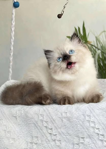 Munchkin
