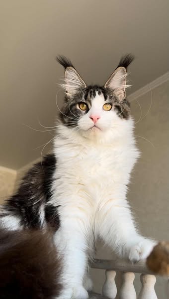 Maine Coon