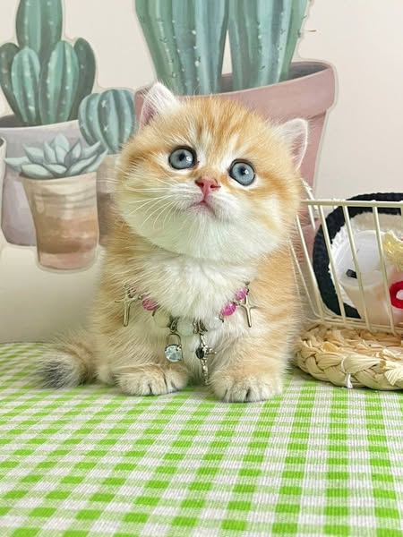 Munchkin