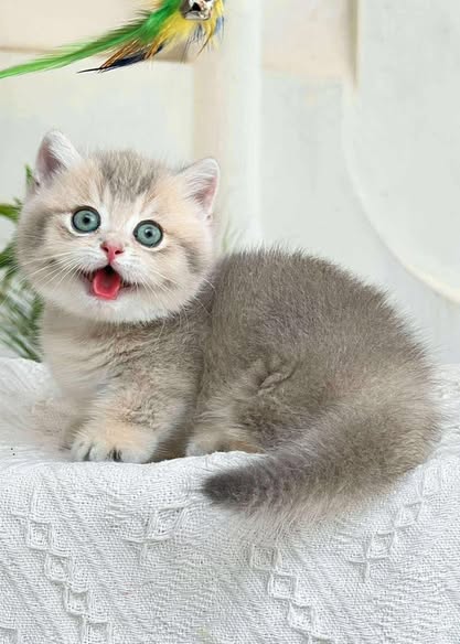 Munchkin