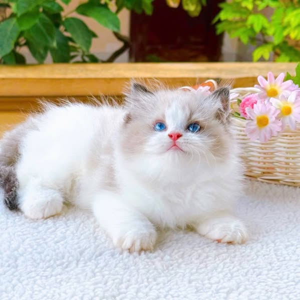 Ragdoll