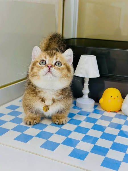 Munchkin