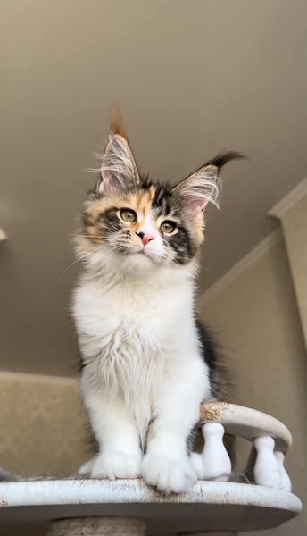 Maine Coon