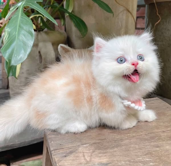 Munchkin Longhair