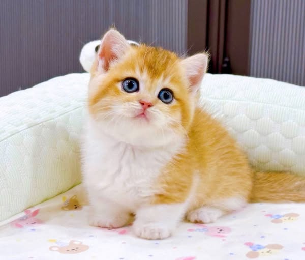 Munchkin