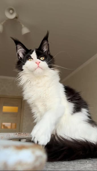 Maine Coon