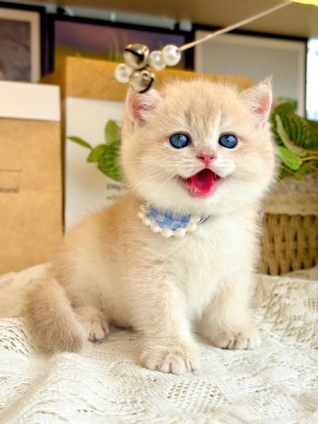 British Shorthair