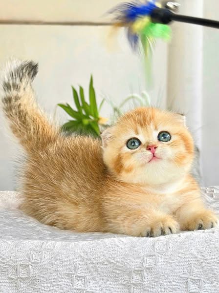 Munchkin Fold
