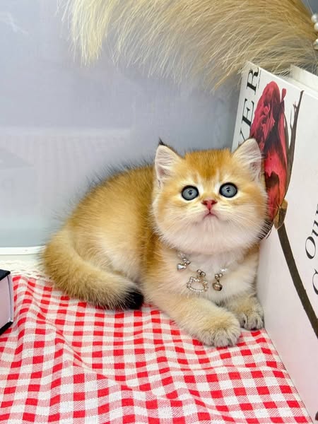 British Shorthair