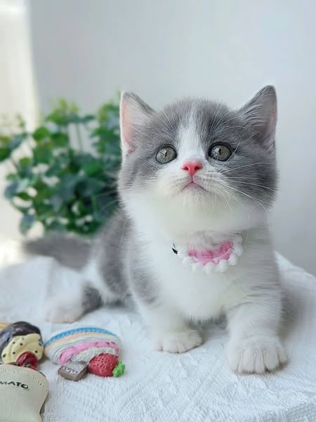 Munchkin