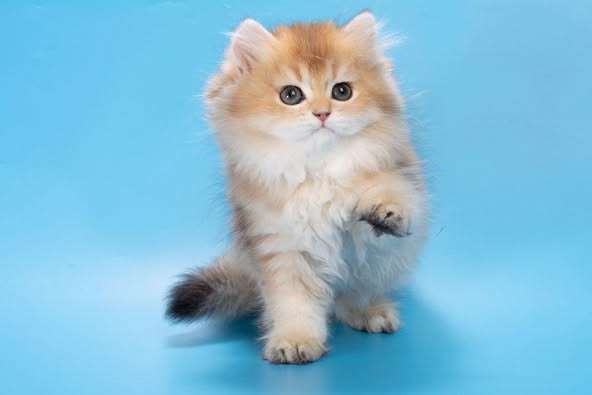 British Longhair