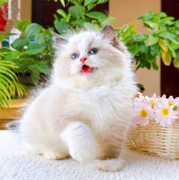 Ragdoll