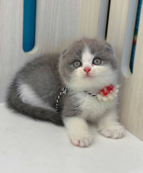 Scottish Fold