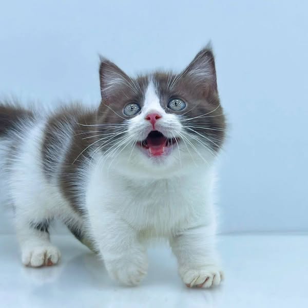Munchkin