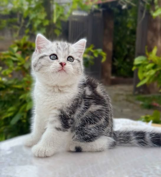 British Shorthair
