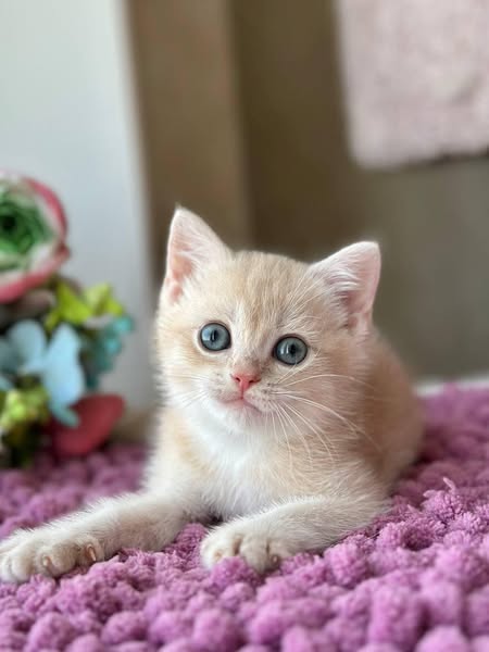 British Shorthair