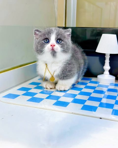 Munchkin Fold