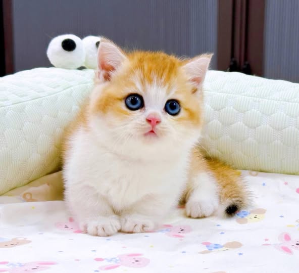Munchkin