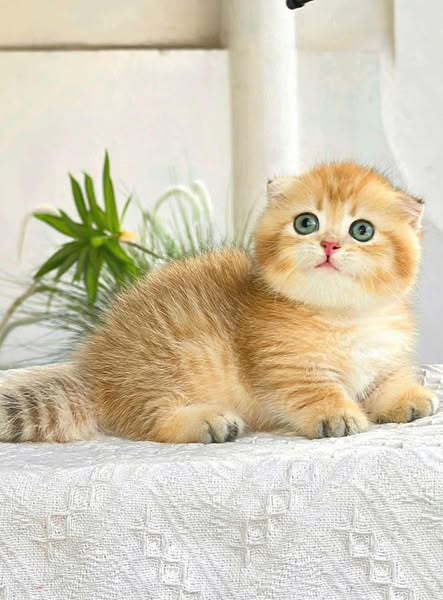 Munchkin