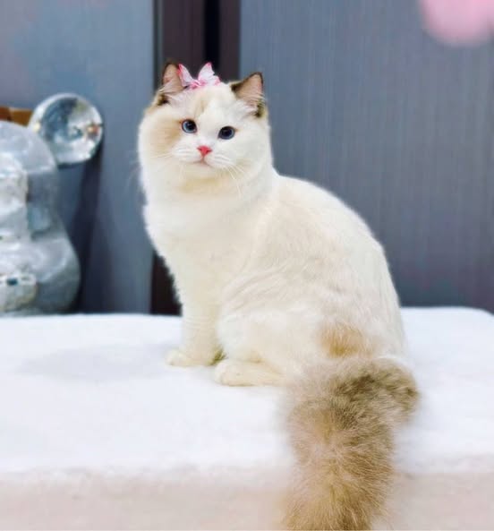 Ragdoll