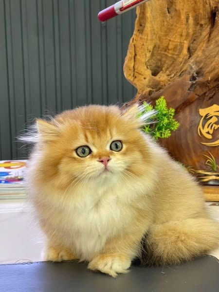 Munchkin Longhair