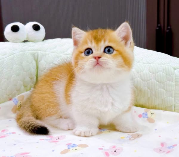Munchkin