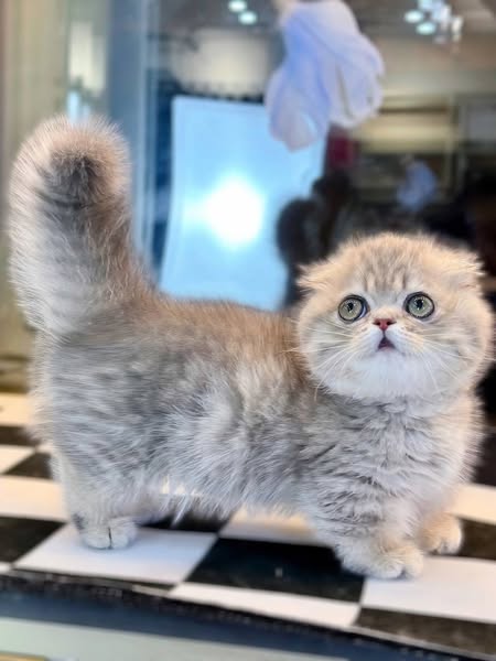 Munchkin Fold