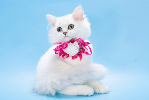 British Longhair